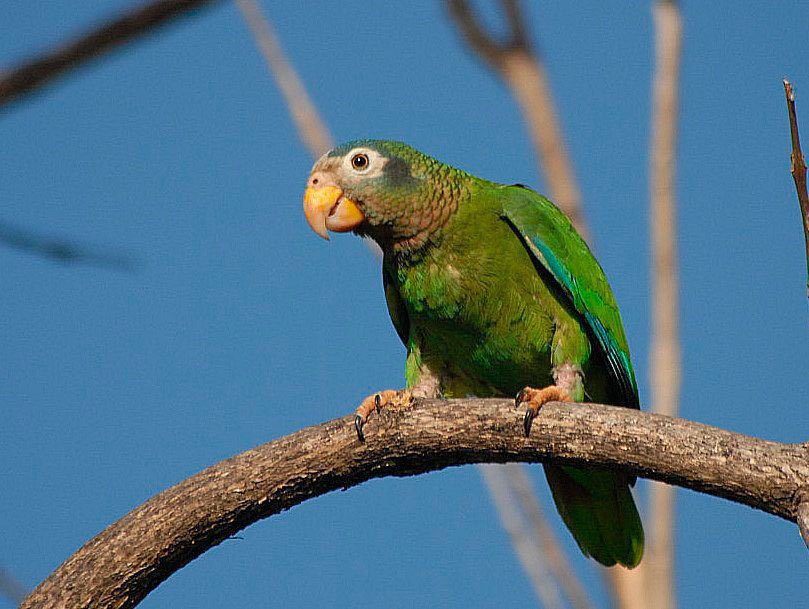 Papagaio-da-jamaica