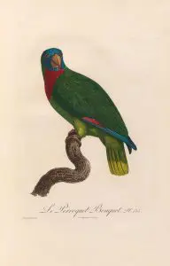 Papagaio-de-colar-vermelho