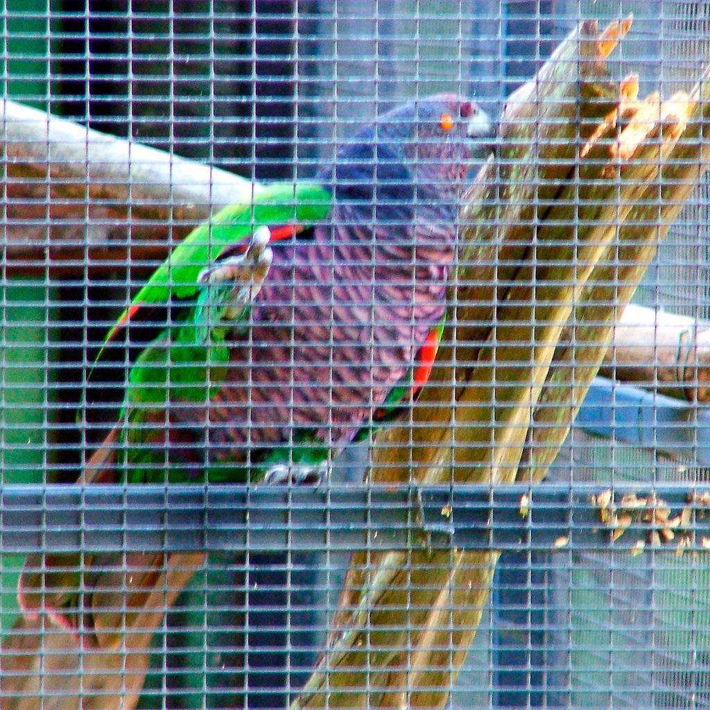 Papagaio-imperial