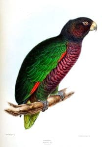 Papagaio-imperial