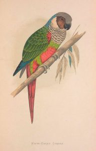 Maroon-faced Parakeet