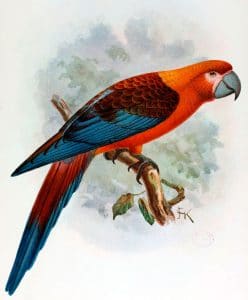 Cuban Macaw
