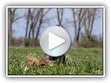 CAVALIER KING CHARLES SPANIEL || Raza de PERRO DEPORTIVO, cariñosos y tranquilos || Historia ð©