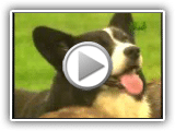 Breed All About It - Cardigan Welsh Corgi