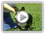 Cardigan Welsh Corgi - AKC Dog Breed Series