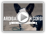 Wolljackenwalisercorgi àœBER HERDING