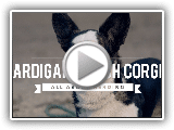 CARDIGAN WELSH CORGI ALL ABOUT HERDING