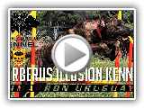 GARDE POUR CHIEN ET PROTECTION MAGNIFICENT HUNTING || uruguayen Cimarron || Histoire, traits.