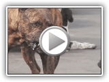 Le chien sauvage le plus puissant - chien mouflon