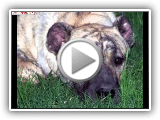 CHIENS cimarrones, TOUT CE QUE VOUS DEVEZ SAVOIR