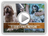 Caractéristiques de l'élevage Cocker américain- TvAgro par Juan Gonzalo Ange