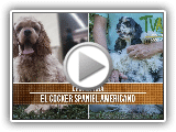 Caracteristicas de la Cria del Cocker Spaniel Americano- TvAgro por Juan Gonzalo Angel