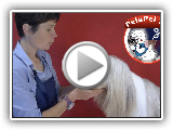 PELUQUERIÌ A CANINA DEL BEARDED COLLIE WITH VANESSA CARDONA