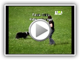 Bearded Collie Sheep Dog 02
