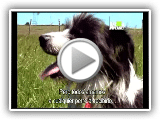 Bearded Collie Sheep Dog 06