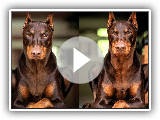 8 Cosas que no sabias de los DOBERMANN PINSCHER | Anime&Tops