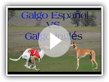 Galgo Español vs Galgo Inglés