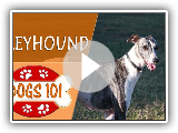 Dogs 101 - GREYHOUND - Top Dog Facts About the GREYHOUND