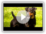 Terrier alemÃ¡n (Jagd Terrier) - Raza de Perro