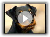 Terrier alemão de caça (Terrier de caça alemão)