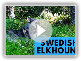 Swedish Elkhound - JÃ¤mthund - Dog Breed Profile