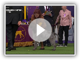 Wirehaired Pointing Griffons | Breed Judging 2020