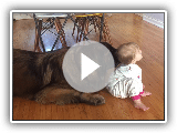 Baby vs Leonberger | Leonberger playing with a baby