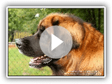 Leonberger - Breed of dog