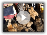 Leonberger puppy 2016