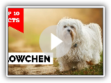 Lowchen - Top 10 Facts
