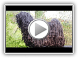 Hunderasse Video: Ungarischer Puli