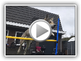 Saarloos Wolfdog agility