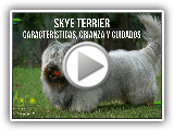 Skye Terrier: Características, Parenting e Cuidados - TvAgro por Juan Gonzalo Anjo