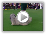 terrier de Skye | Raça A julgar 2019