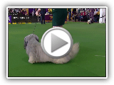 Skye Terriers | Breed Judging 2019