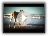 Wettlauf mit dem Wind 3 - Strand von Sloughi 1 â¢ Arabian Greyhound Galgo  Windhund Chasse