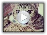 Adorable Sokoke Cat Berlioz : African Shorthair Cat
