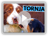 Tornjak Dog Breed - Facts and Information