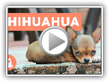 10 curiosidades sobre los chihuahua