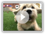 Dandie Dinmont Terriers - Bests of Breed
