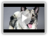 Elkhound norueguês  (Norwegian Elkhound) - Raça de cachorro