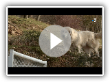 Elevage de Patous, chiens de montagne des Pyrenees