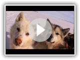 Perros groenlandeses de Avigiaq - Expedición Thule - 2004