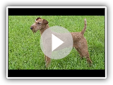 Và­deo da raça do cão: Terrier irlandês