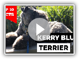 Kerry Blue Terrier - Top 10 Facts