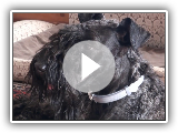 Kerry Blue Terrier(12 meses): Primavera, casa de campo, novo corte de cabelo 