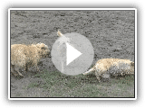 Wandeling Herperduin met de Hollandse Smoushond 31-08-2014