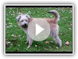 Ratonero holandes / Raza de Perro