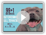 Staffordshire Bull Terrier / 99+1 Dog Breeds