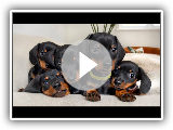 Dachshund puppies 4 - 8 weeks old, compilation.